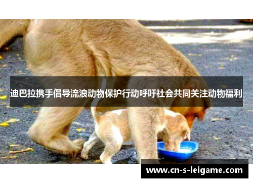 迪巴拉携手倡导流浪动物保护行动呼吁社会共同关注动物福利